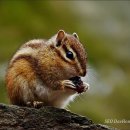 아기다람쥐 이미지