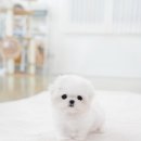 강남 요미독앤캣 강아지 분양 고양이 분양 | 고산동말티즈분양 소중한 인연