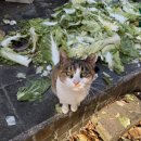 본가풍년집 | [일상] 김장하러 본가 출동, 성심당 말차튀소 💚🤎 추천, 성심당 대전역점 후기, 자갈커피, 집길고양이 🐈