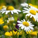 오늘도 신선 이미지