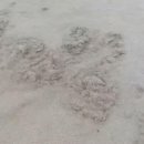 하얀기쁨 이미지