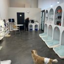 뚱강아지 | 전주대 근처 강아지목욕 잘하는 곳 [오션독스]💛대변신 후기