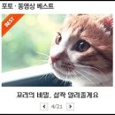 담초 이미지