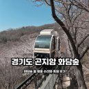 [공지] 경기도 곤지암 화담숲 예약 :: 화담숲 벚꽃 수선화 축제 후기