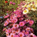 간데메공원 농구장 이미지