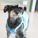 옐레드 애견유치원 & 호텔 고양덕은점 이미지