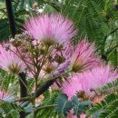 중앙공원 자귀나무 꽃 이미지