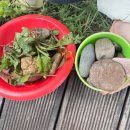 곤충나라 사과테마파크 오토캠핑장 | 예천 곤충나라 사과테마파크 오토캠핑장