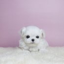 달강아지 이미지