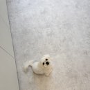 몽트루디 이미지