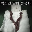 디에스 동물메디컬 네이버블로그