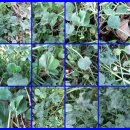 한잎클로버 이미지