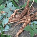 기관지 건강에 좋은 더덕의 효능 및 부작용 이미지