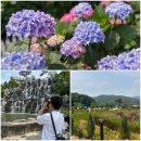 자작나무쉼터 | 용인자작나무숲 애견동반 까페 레스토랑 수국 후기