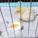 깐돌이PC 이미지