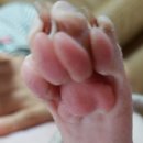 벨라 그루밍 이미지