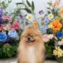라앤도그