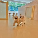 털로덮인친구들 용인죽전점 | 경기도 처인구 털로덮인친구들 용인죽전점, 가는법, 리뷰, 가격