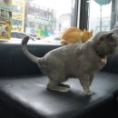 조양래동물병원 이미지