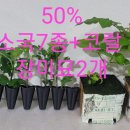 소국 이미지