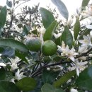 해오름농장 이미지