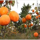 행복한 농원 이미지