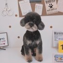 알콩달콩 애견미용실 이미지