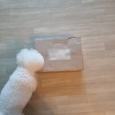 개밥그릇 | 허너크래프트 개밥그릇 구매 후기 (캠퍼견 시에라컵 거치대 HCD-401)( ver.2 )