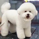 희야네 애견미용실 이미지
