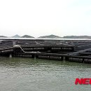 섬전복영어조합법인 이미지