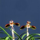 칠보단장 이미지