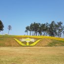 선도 수선화 축제 탐방기 이미지