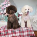 플라이플라잉 이미지