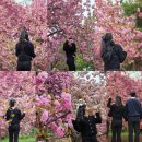 금척리 | 25년 4/20(일)기준) 경주 불국사 겹벚꽃 나들이🌸 만개 현황 (오전 7시 30분 방문 시 만차)