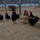 운천축산 이미지