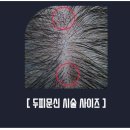 디에스엠피 이미지