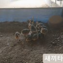 새끼타조 세상밖으로 / 한길타조농장 이미지