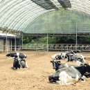 순영목장 | 순영목장에서 생산된 유기농 우리울타리플레인요구르트 진짜 맛있네요. 강추^^