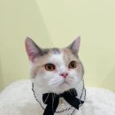 미야옹실 이미지