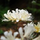 2025년09월02일 (화) 장항송림산림욕장.변산 노랑상상화.채석강.내소사 (노랑상상화) 이미지