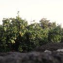 선인장여관 이미지