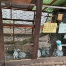 하니매점 이미지