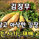 달고 아삭한 김장무 심는 시기와 심는 방법, 재배과정을 알아봅니다 이미지