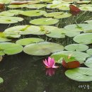 '시세 뚝, 새 집 꿈되나'..공약파기 논란 분당·일산 '분통' 이미지