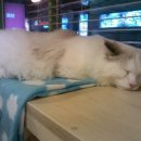 마루위의 고양이 Daum카페