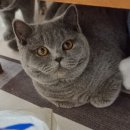 베스트 브리더 개구쟁이 하우스 | 2022.12.18 TICA -KOCC CAT SHOW [ 2022년 12월 TICA 캣쇼 ]
