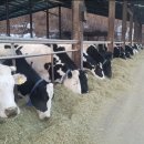 농업회사법인 벧엘(주) 이미지