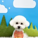 삐삐그루밍 이미지