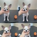 다녀오개 이미지