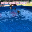 딩가댕댕 이미지